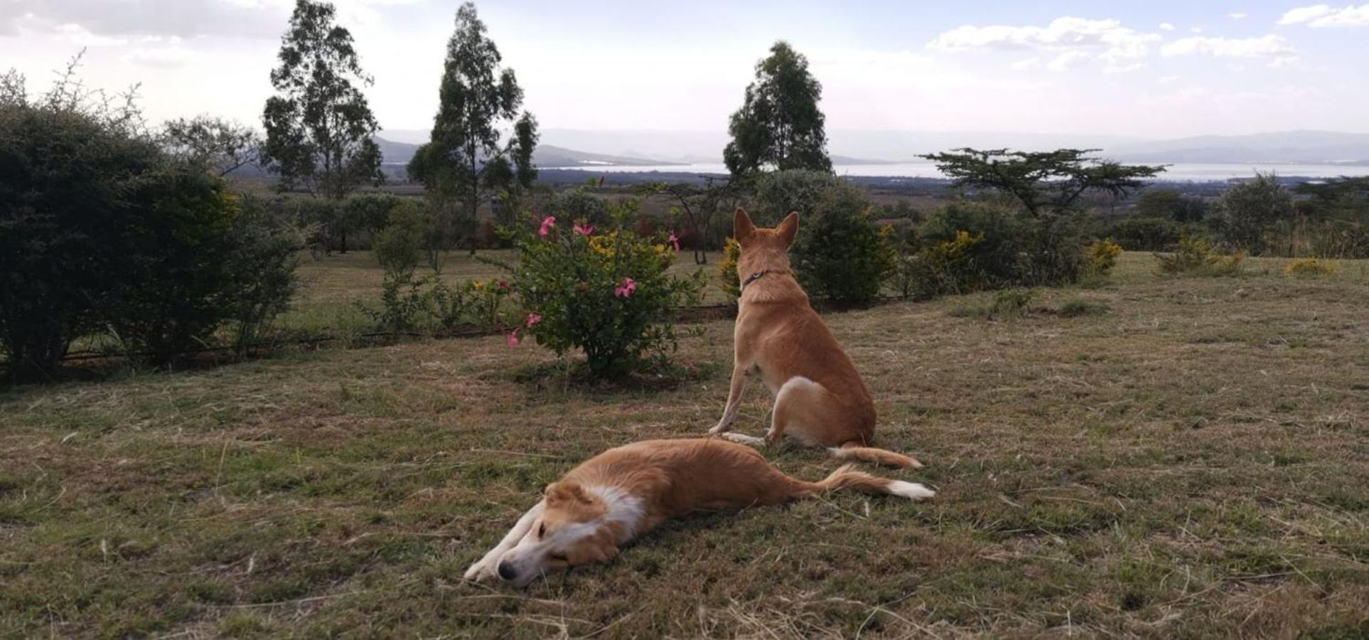 Homely Cottage Near Lake Naivasha, Elwai Visitor Centre Heni Village Eksteriør billede